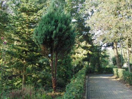 Juniperus chinensis 'Stricta' – Chinese jeneverbes