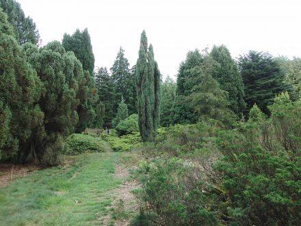 Juniperus communis ‘Hibernica’ – Ierse jeneverbes