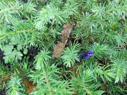 Juniperus conferta 'Schlager' – kruipende jeneverbes