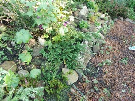 Juniperus conferta 'Schlager' – kruipende jeneverbes