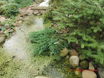 Juniperus conferta 'Schlager' – kruipende jeneverbes