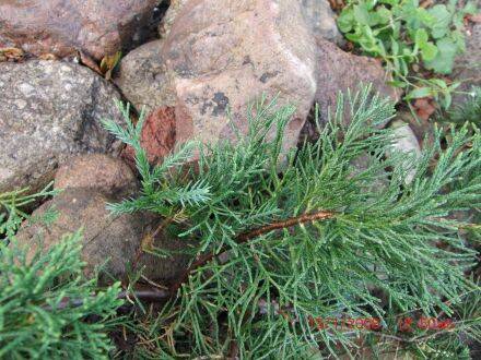 Juniperus davurica – Dahurische jeneverbes is een wintergroene, langzaam groeiende jeneverbes die van nature voorkomt in Noordoost-Azië, waaronder Siberië, Mongolië, China en het Russische Verre Oosten. De soort groeit vaak als lage, breed spreidende stru