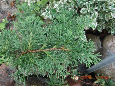 Juniperus davurica – Dahurische jeneverbes is een wintergroene, langzaam groeiende jeneverbes die van nature voorkomt in Noordoost-Azië, waaronder Siberië, Mongolië, China en het Russische Verre Oosten. De soort groeit vaak als lage, breed spreidende stru