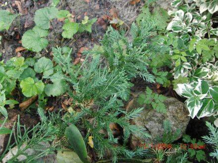 Juniperus davurica – Dahurische jeneverbes is een wintergroene, langzaam groeiende jeneverbes die van nature voorkomt in Noordoost-Azië, waaronder Siberië, Mongolië, China en het Russische Verre Oosten. De soort groeit vaak als lage, breed spreidende stru