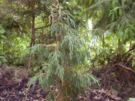 Juniperus indica – Indische jeneverbes