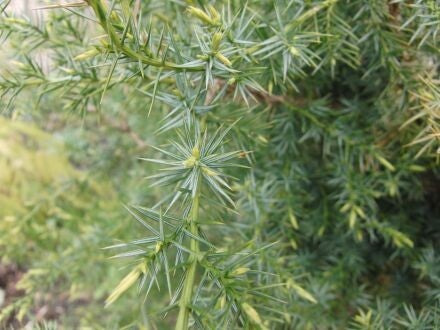 Juniperus oxycedrus – stekelige jeneverbes