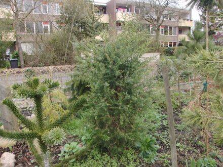 Juniperus oxycedrus – stekelige jeneverbes