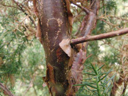 Juniperus oxycedrus – stekelige jeneverbes