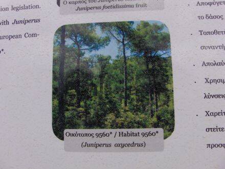 Juniperus oxycedrus – stekelige jeneverbes