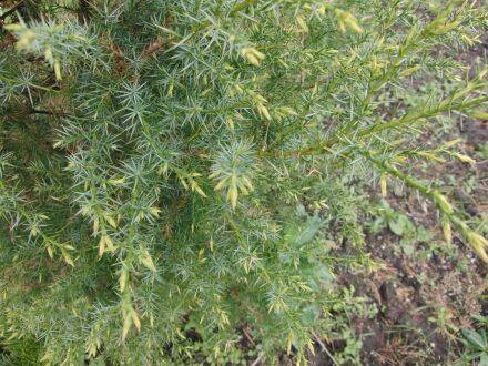 Juniperus oxycedrus – stekelige jeneverbes