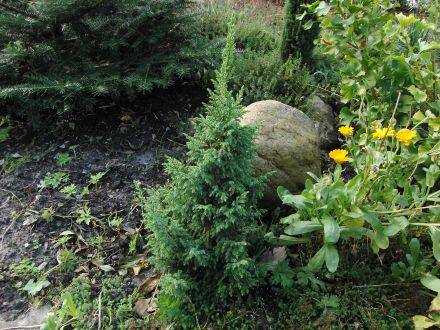 Juniperus pingii 'Loderi' – Yunnan-jeneverbes