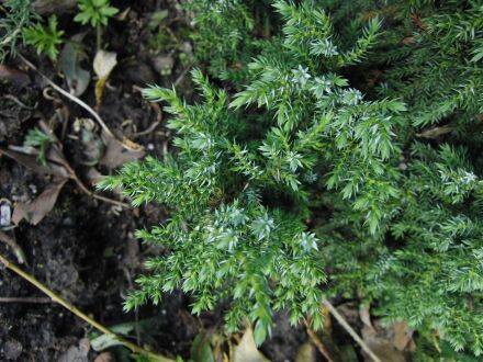Juniperus pingii 'Loderi' – Yunnan-jeneverbes