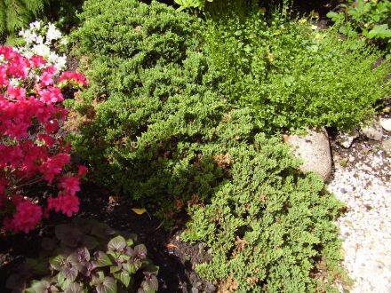 Juniperus procumbens – Japanse matjeneverbes