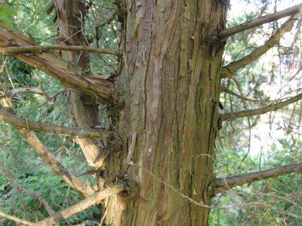 Juniperus pseudosabina – eenzadige Turkse jeneverbes