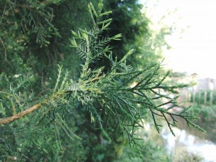 Juniperus pseudosabina – eenzadige Turkse jeneverbes