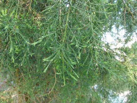Juniperus pseudosabina – eenzadige Turkse jeneverbes
