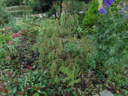 Juniperus recurva – hangende jeneverbes is een groenblijvende conifeer die van nature voorkomt in de berggebieden van de Himalaya, van Afghanistan en Pakistan tot Nepal, Bhutan en Zuidwest-China. De soort groeit meestal als een grote struik of kleine boom