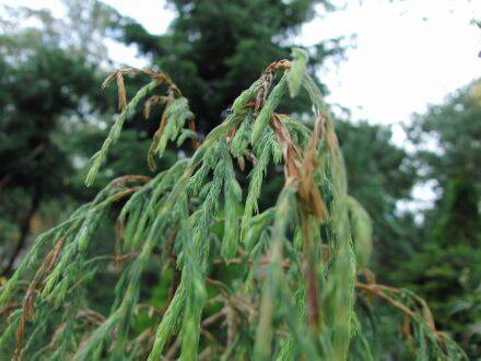 Juniperus recurva – hangende jeneverbes is een groenblijvende conifeer die van nature voorkomt in de berggebieden van de Himalaya, van Afghanistan en Pakistan tot Nepal, Bhutan en Zuidwest-China. De soort groeit meestal als een grote struik of kleine boom