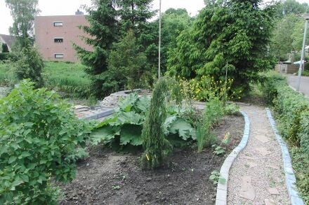 Juniperus rigida – tempeljeneverbes