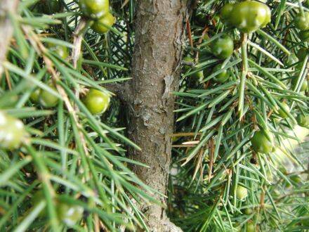 Juniperus rigida – tempeljeneverbes