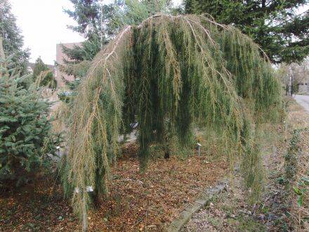 Juniperus rigida – tempeljeneverbes