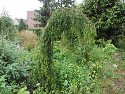 Juniperus rigida – tempeljeneverbes