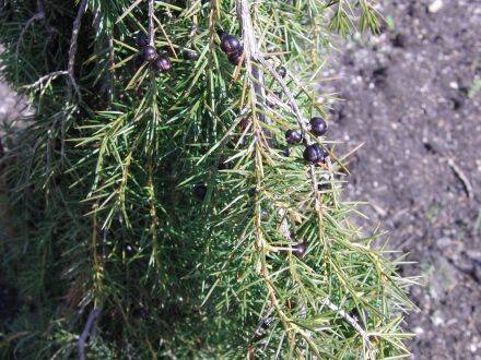 Juniperus rigida – tempeljeneverbes