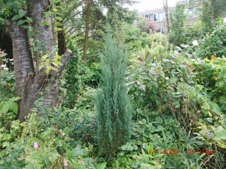 Juniperus scopulorum – Rocky Mountain-jeneverbes