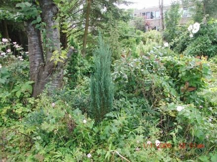 Juniperus scopulorum – Rocky Mountain-jeneverbes