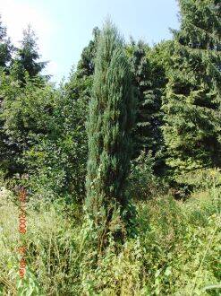 Juniperus scopulorum – Rocky Mountain-jeneverbes