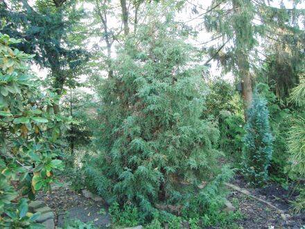 Juniperus squamata – Himalaya-jeneverbes