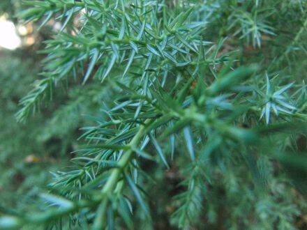 Juniperus squamata – Himalaya-jeneverbes