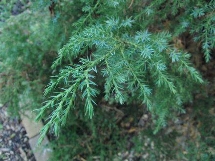 Juniperus squamata – Himalaya-jeneverbes