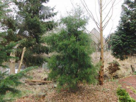 Juniperus virginiana – rode ceder