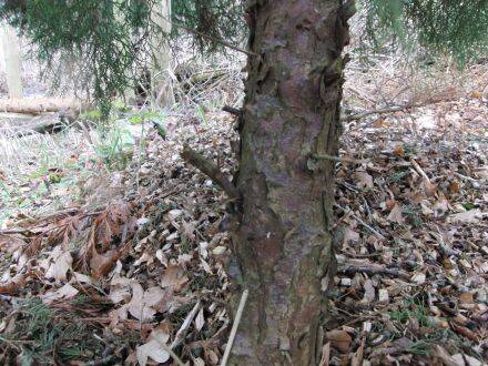 Juniperus virginiana – rode ceder