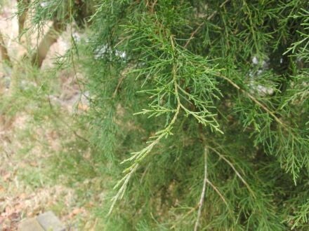 Juniperus virginiana – rode ceder