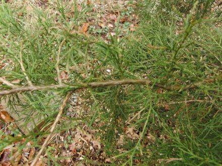 Juniperus virginiana – rode ceder
