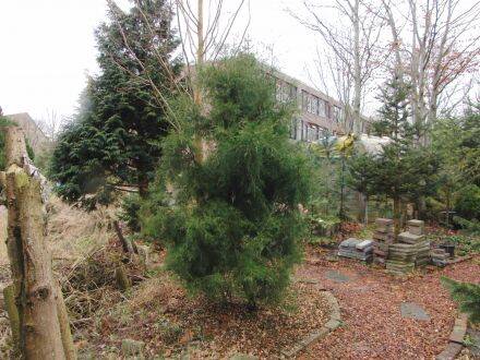 Juniperus virginiana – rode ceder