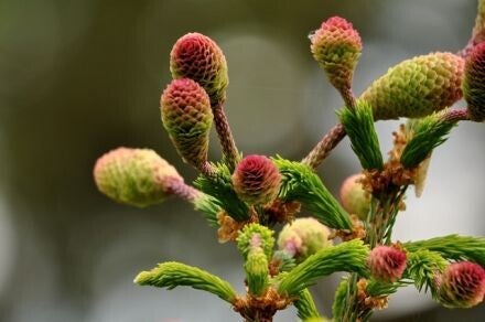 Picea abies 'Acrocona' – Fijnspar