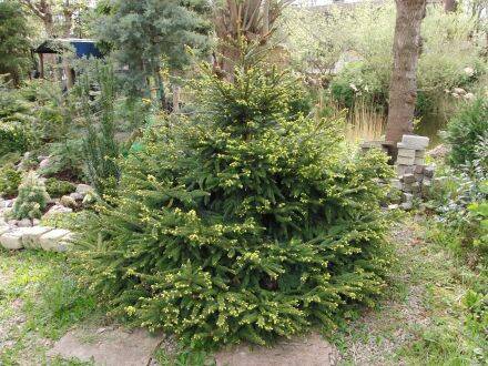 Picea abies 'Acrocona' – Fijnspar
