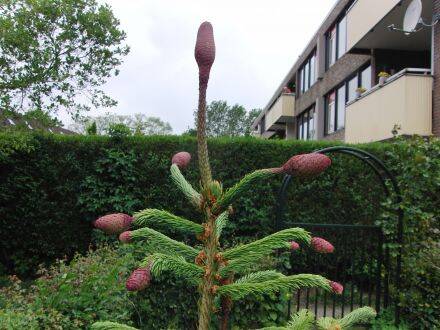 Picea abies 'Acrocona' – Fijnspar