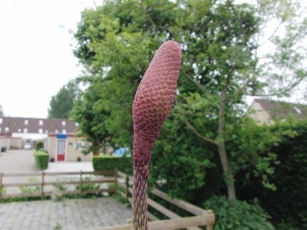Picea abies 'Acrocona' – Fijnspar