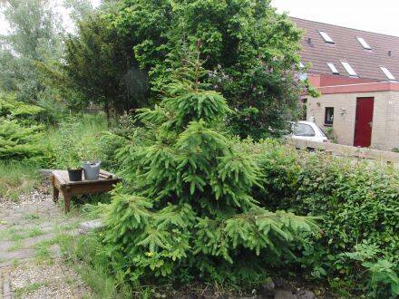 Picea abies 'Acrocona' – Fijnspar