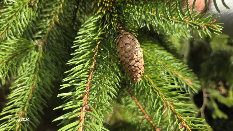 Picea abies 'Acrocona' – Fijnspar