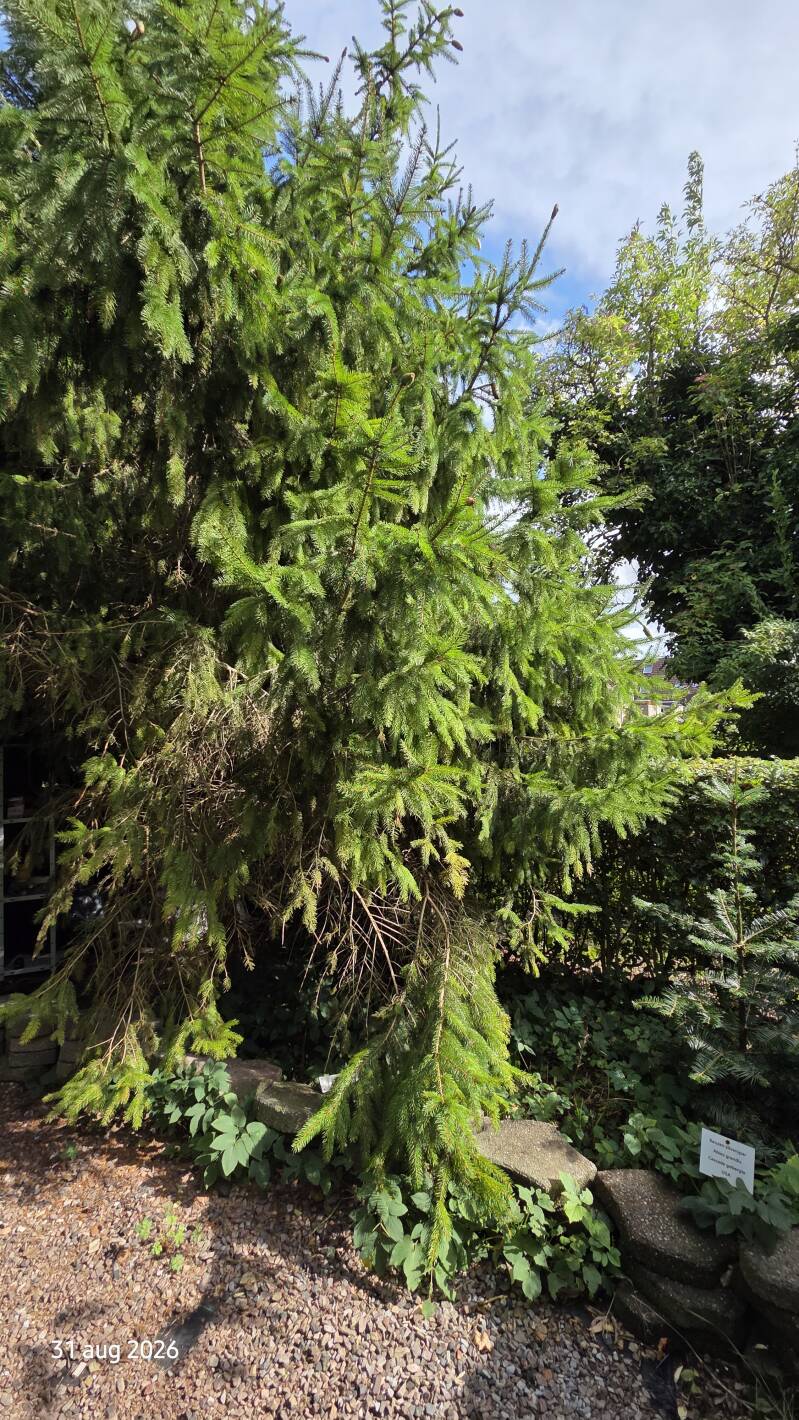 Picea abies 'Acrocona' – Fijnspar