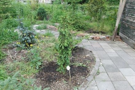 Picea abies 'Pendula Major' – Fijnspar
