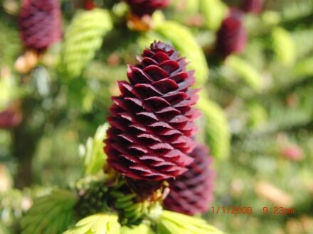 Picea abies 'Pendula Major' – Fijnspar