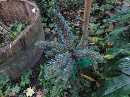 Picea alcoquiana – Alcockspar