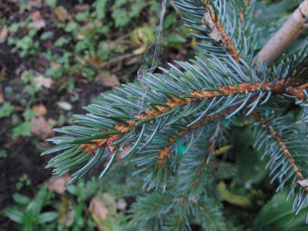 Picea alcoquiana – Alcockspar