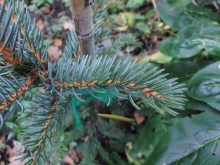 Picea alcoquiana – Alcockspar